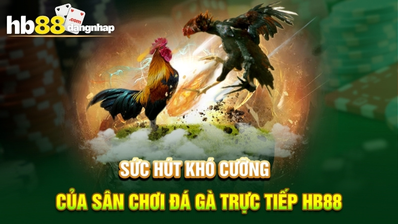 Sức hút khó cưỡng của sân chơi Đá gà HB88